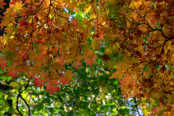 bright autumn leaves on a branch close-up