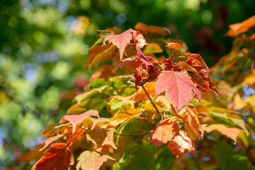 bright autumn leaves on a branch close-up