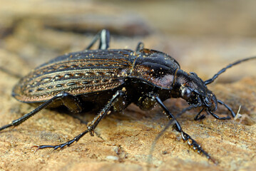 Side view of Common Black Ground Beetle