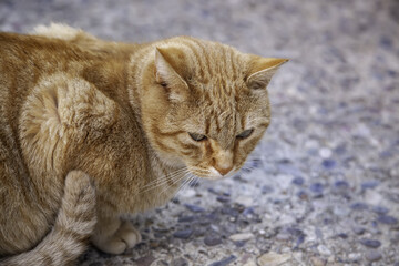Orange tabby street cat