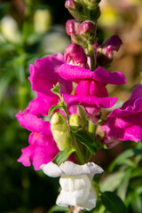 flowers of the ornamental plant Snapdragon