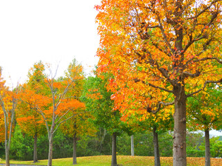 Naklejka premium 楓の並木道