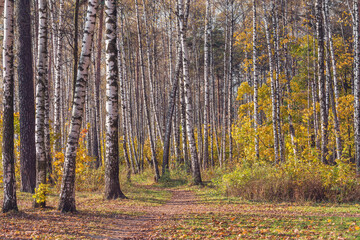 View of the autumn birch tree grove at day time.