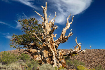 A Pinus longaeva tree, long-lived bristlecone tree, in the Ancient Bristlecone Pine Forest in California, United States.