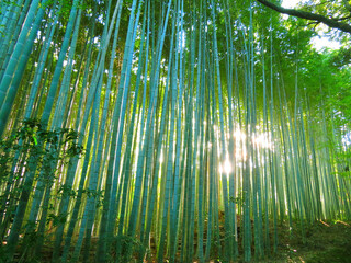 太陽の光と竹林