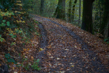 Waldweg mit Herbstlaub Radevormwald

