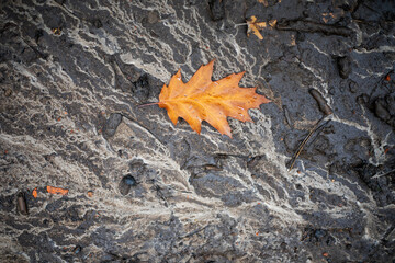 withered maple leaf on wet ground after rain, natural background