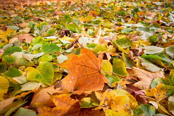 Colorful autumn leaves. Beautiful autumn park