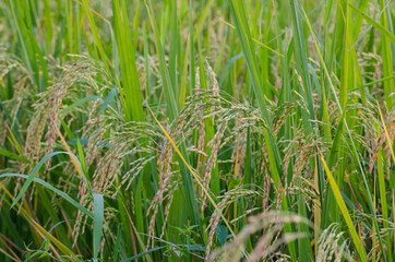 green rice field