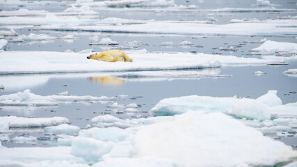Male polar bear (Ursus maritimus), on melting ice, Svalbard, Norway
