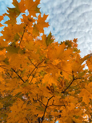 amazing fall. Blue sky. Maple trees