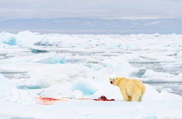 Obraz na płótnie Canvas Male polar bear (Ursus maritimus), with seal prey, Svalbard, Norway