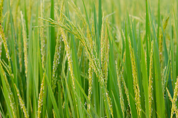 Obraz na płótnie Canvas rice field