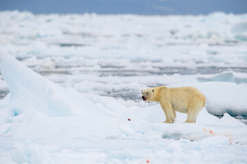 Male polar bear (Ursus maritimus), with seal prey, Svalbard, Norway