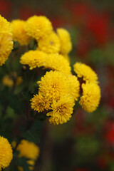 A sprig of magical yellow chrysanthemums in the autumn garden.
