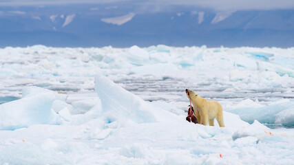 Obraz na płótnie Canvas Male polar bear (Ursus maritimus), with seal prey, Svalbard, Norway