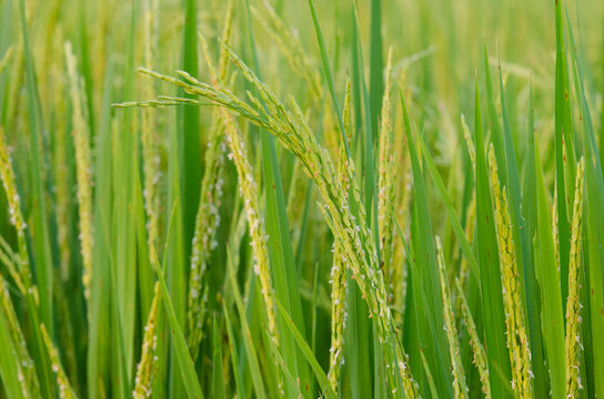 Green Paddy