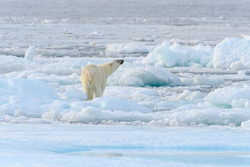 Blood stained polar bear (Ursus maritimus), Svalbard, Norway