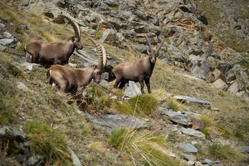 Alpine ibex group walking through an autumn mountain meadow