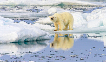 Blood stained polar bear (Ursus maritimus), Svalbard, Norway