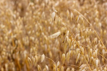 Golden spikelet of oats against the defocused background of an autumn yellow field. Concept organic agriculture. Selective focus