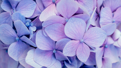 Abstract blue floral background. Purple hydrangea texture. Floral decor for presentation of natural...