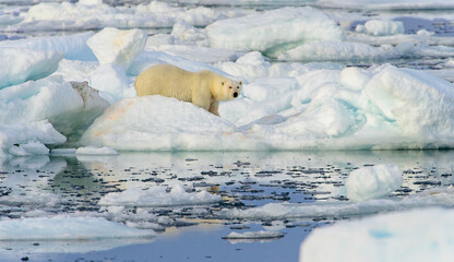 Naklejka premium Blood stained polar bear (Ursus maritimus), Svalbard, Norway
