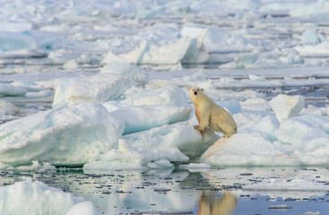 Blood stained polar bear (Ursus maritimus), Svalbard, Norway