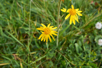 Arnica montana