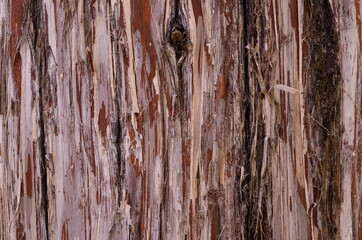Strips of Cedar Tree Bark