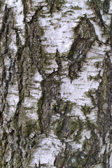 Black and white birch bark close-up. Old cracked wood bark texture. Tree trunk.