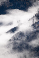 Wald im Nebel