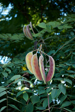 Gymnocladus dioicus