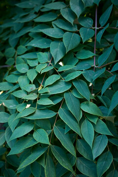 Gymnocladus dioicus