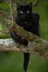 Chat domestique observant, depuis son perchoir dans un arbre,  son humain  le visant avec cette chose bizarre dans les mains.