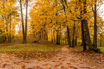 The path is full of yellow leaves in the park, which leads along the golden trees