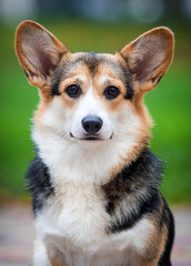 welsh corgi pembroke dog outdoors