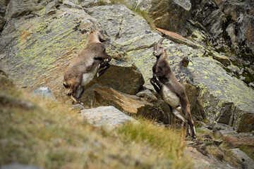 Young Alpine ibexes fight on an autumn mountain meadow