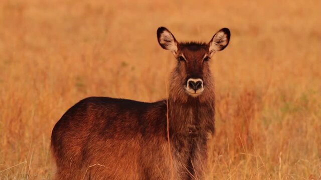 Waterbuck in Maasai Mara National Reserve