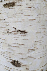 Black and white birch bark close-up. Old cracked wood bark texture. Tree trunk.