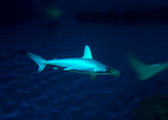 Great hammerhead (Sphyrna mokarran), Den Ba Planet Acuarium, Copenhagen, Denmark, Europe