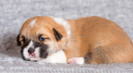 newborn puppy welsh corgi pembroke