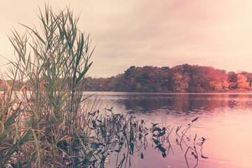 Retro style monotone photo of common reed plants with autumn forest background in the lake