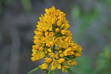 yellow small buds of wild flowers on a green stem with leaves on nature