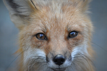 Regard profond d'un renard roux. Moment de complicité avec le photographe?