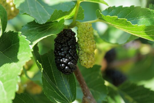 black and green mulberries on a tree branch with green leaves in a summer garden