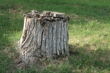 one gray poplar stump in green grass in nature in the park
