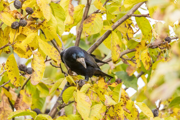 a raven crow sits in a walnut tree and steals nuts