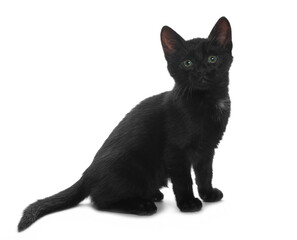 Cute young black kitty isolated  on white background