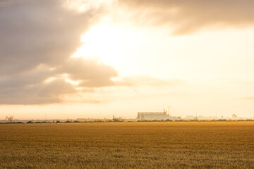 Fototapeta premium rice field in spain for collection